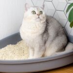 Senior Cat Diarrhea: Causes, Symptoms, and Treatment