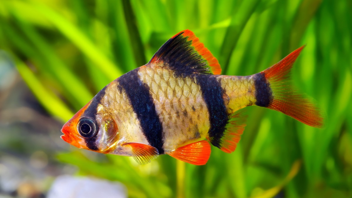 Keeping and Breeding Tiger Barbs | Chewy, image size:1200x675