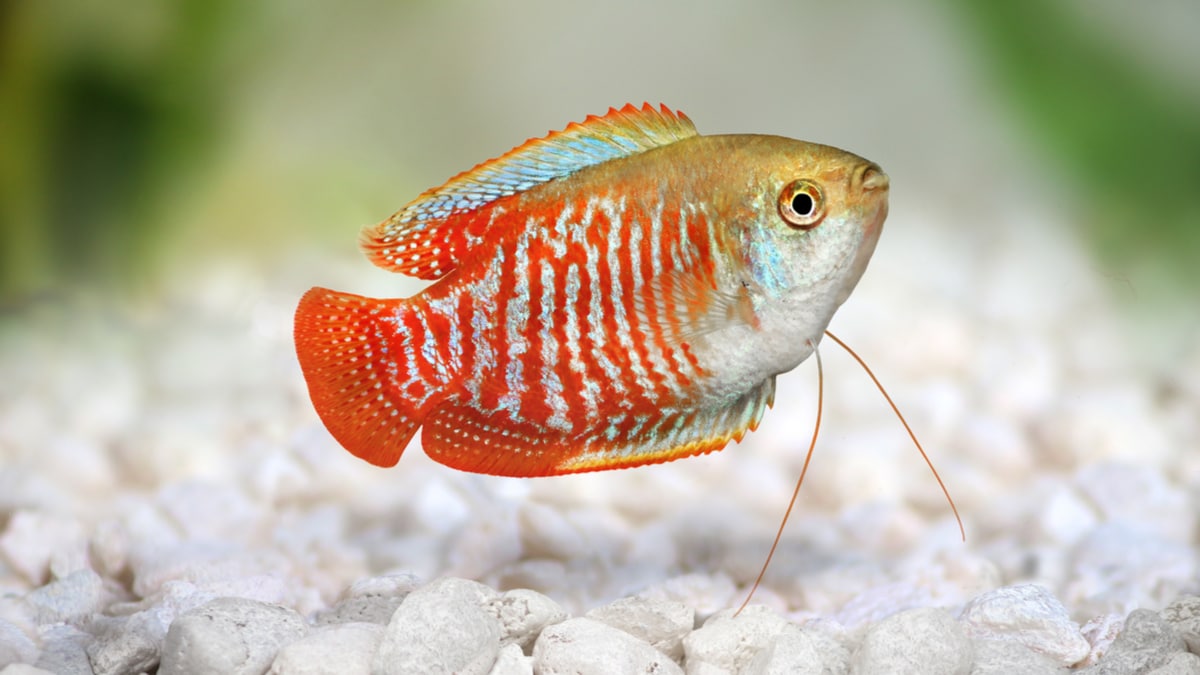 dwarf gourami