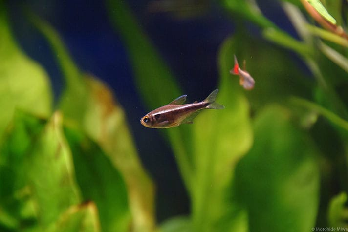 Neon tetra fish
