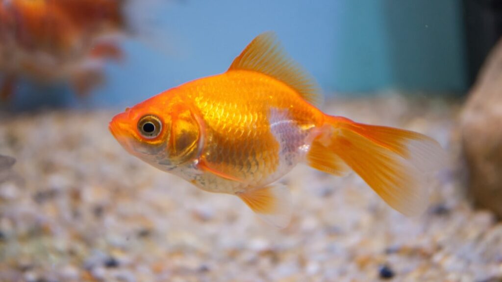Guppy fish with possible dropsy condition