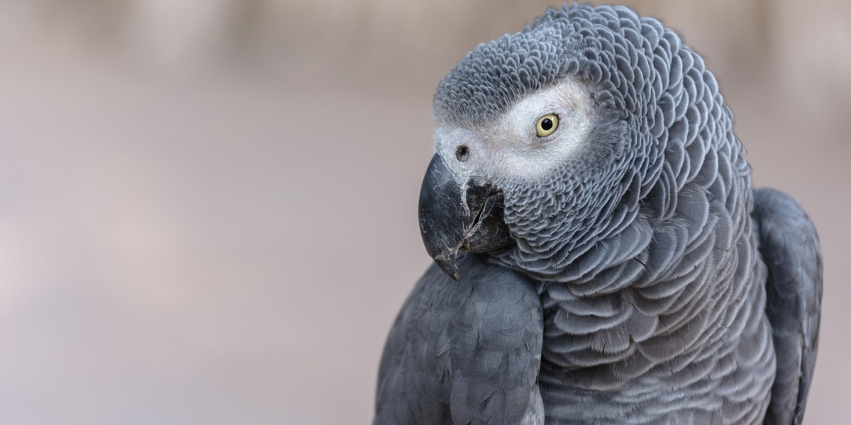 African grey parrot