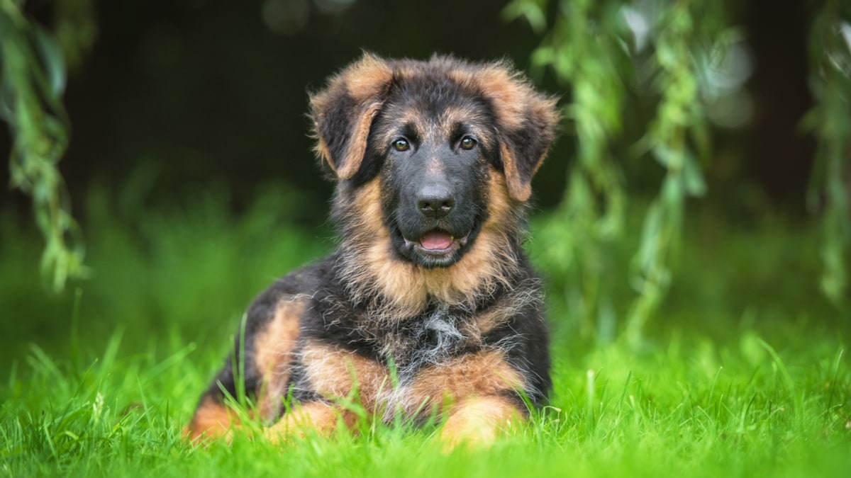 german shepherd puppy with big ears lying in the grass