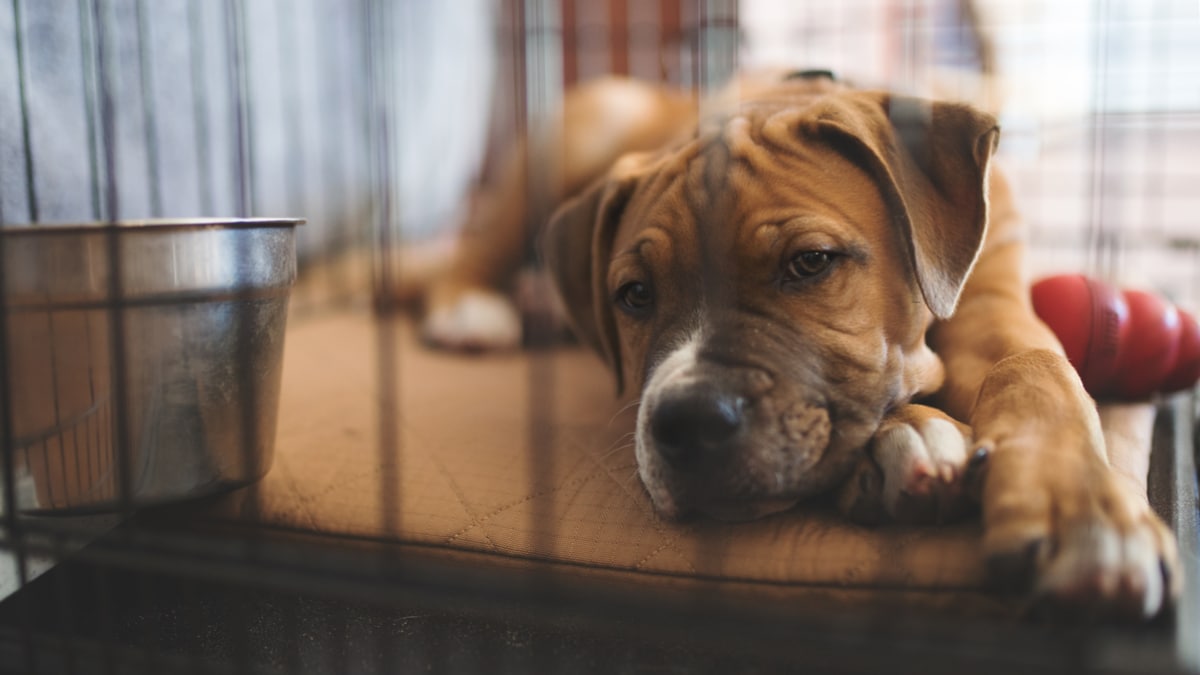The Best Place For A Dog’s Crate | Chewy