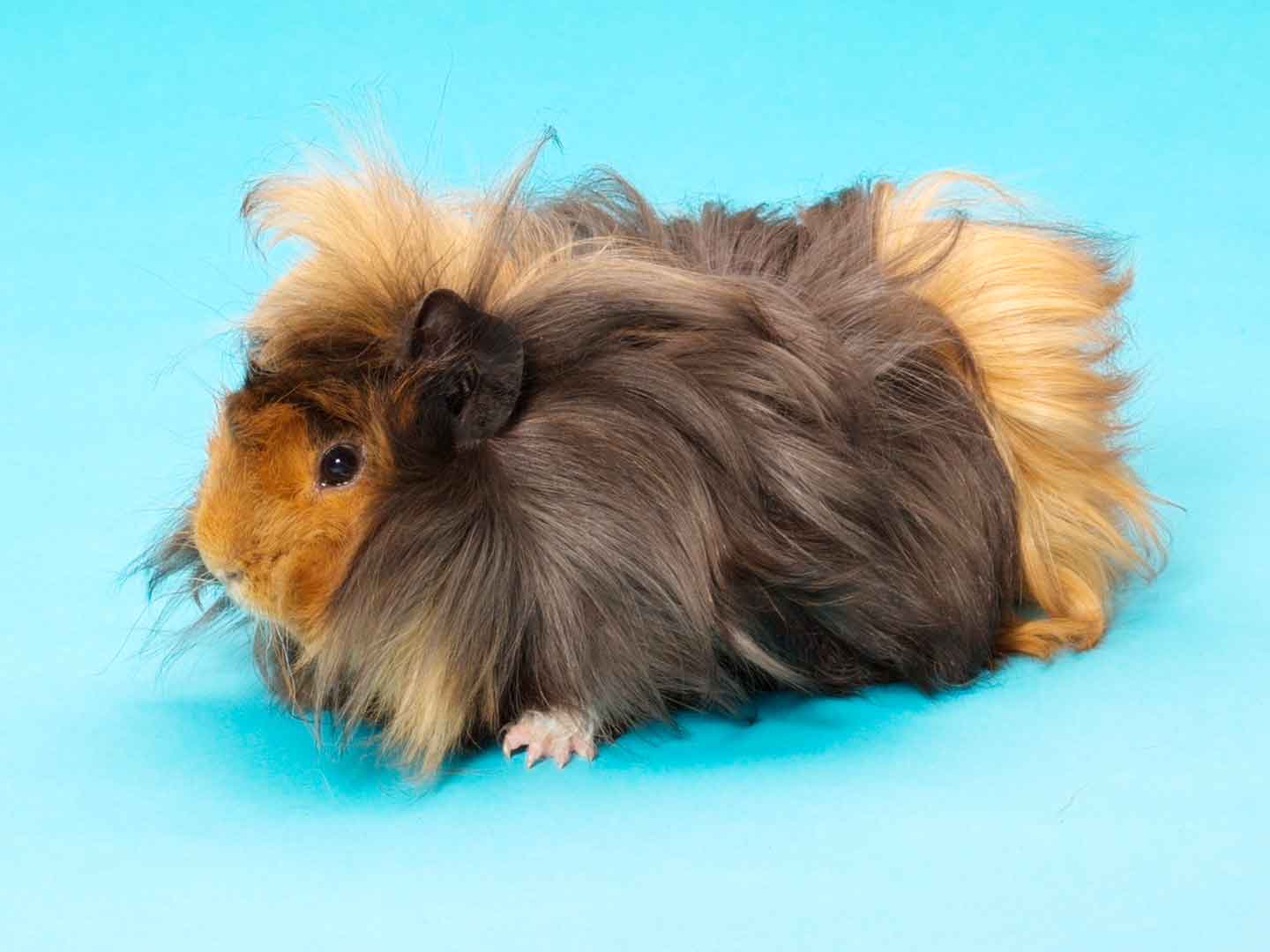 The Ultimate Guide To Guinea Pig Breeds Chewy The Ultimate Guide To Guinea Pig Breeds Chewy