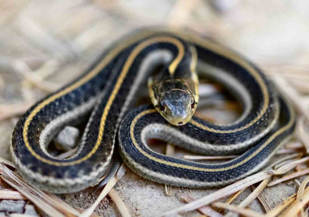 garter snake close up