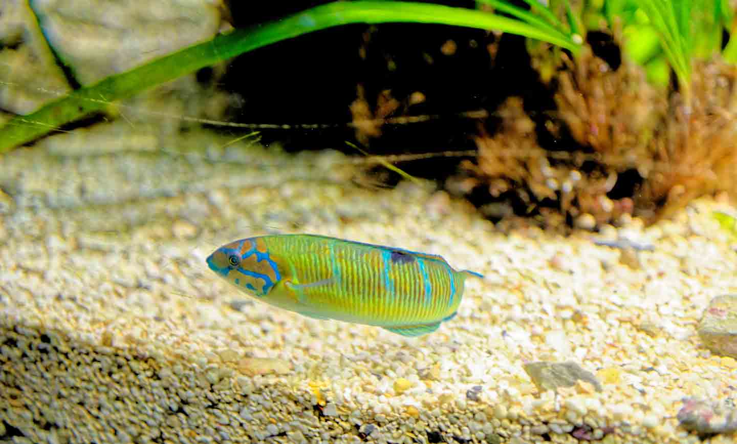 Photo of a rainbow wrasse