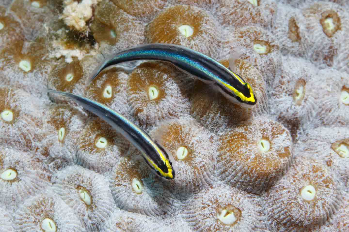 Photo of sharknose goby
