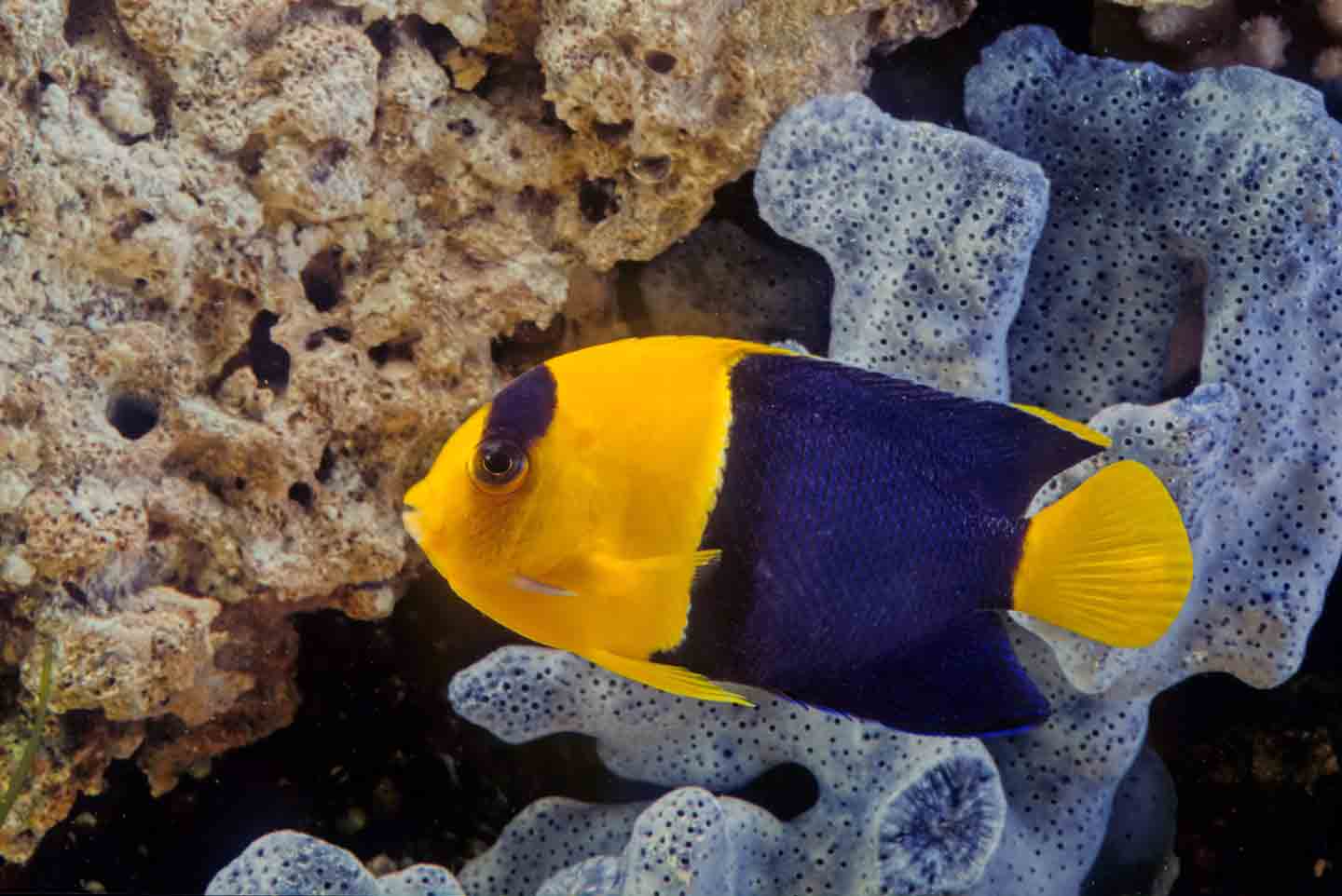 Photo of a bicolor angelfish