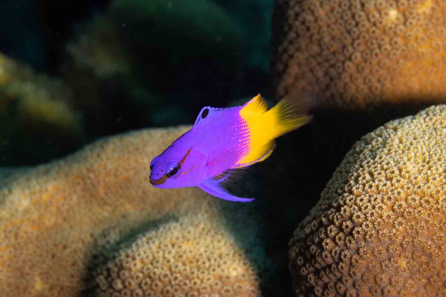 Photo of a royal gramma