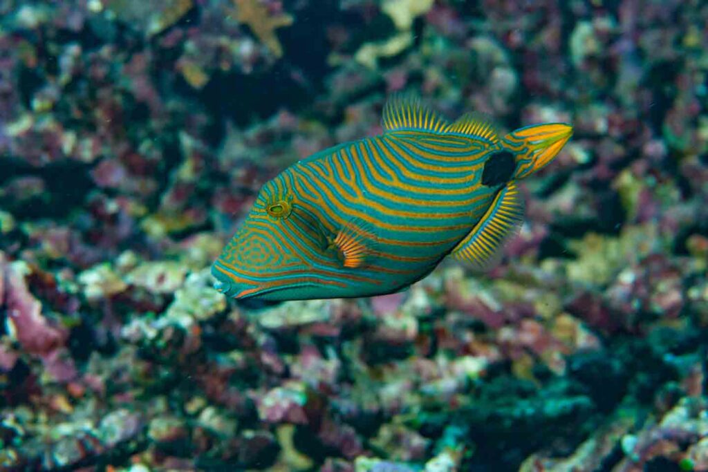 triggerfish swimming near coral