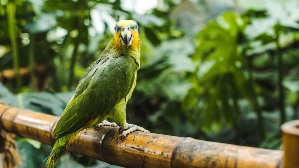 The 10 Best Plants for Your Bird’s Cage—And Which Ones to Avoid | Chewy
