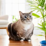 9 Air-Purifying Plants Safe for Cats and Dogs