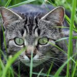 Best Cat Breeds for Pest Control