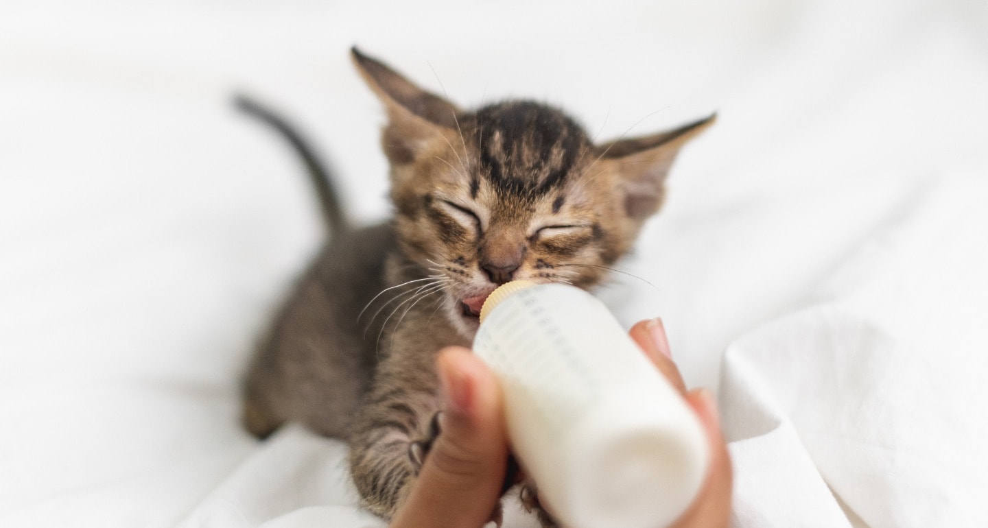 Kitten Food Guide: What To Feed Kittens at Every Age | Chewy
