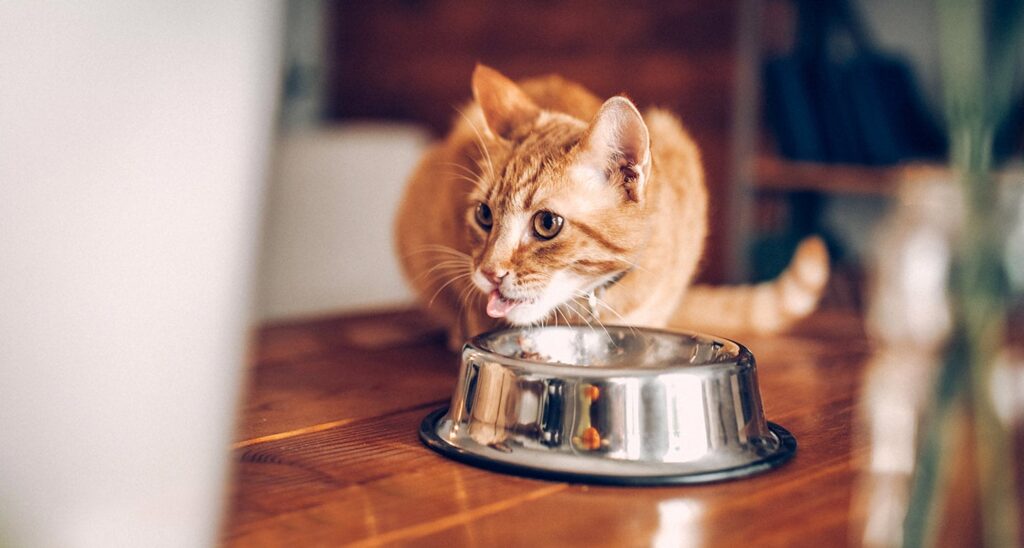 A pet parent feeds their cat.