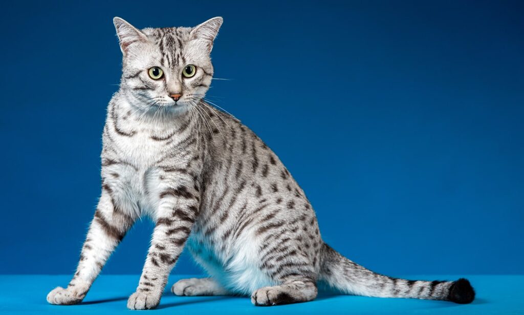 silver egyptian mau cat balancing on a table