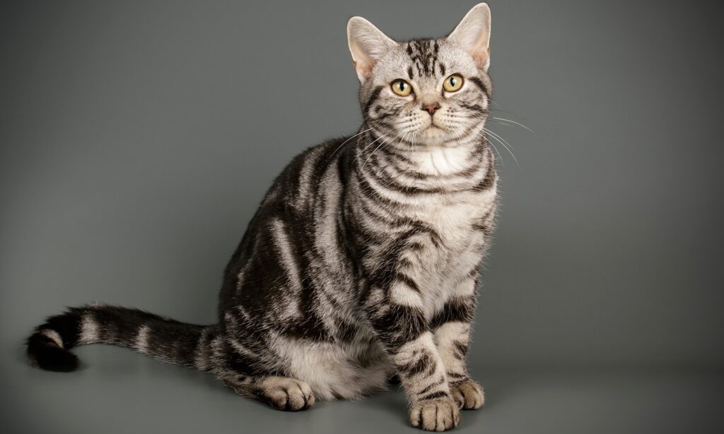 silver tabby american shorthair lying on a wooden floor
