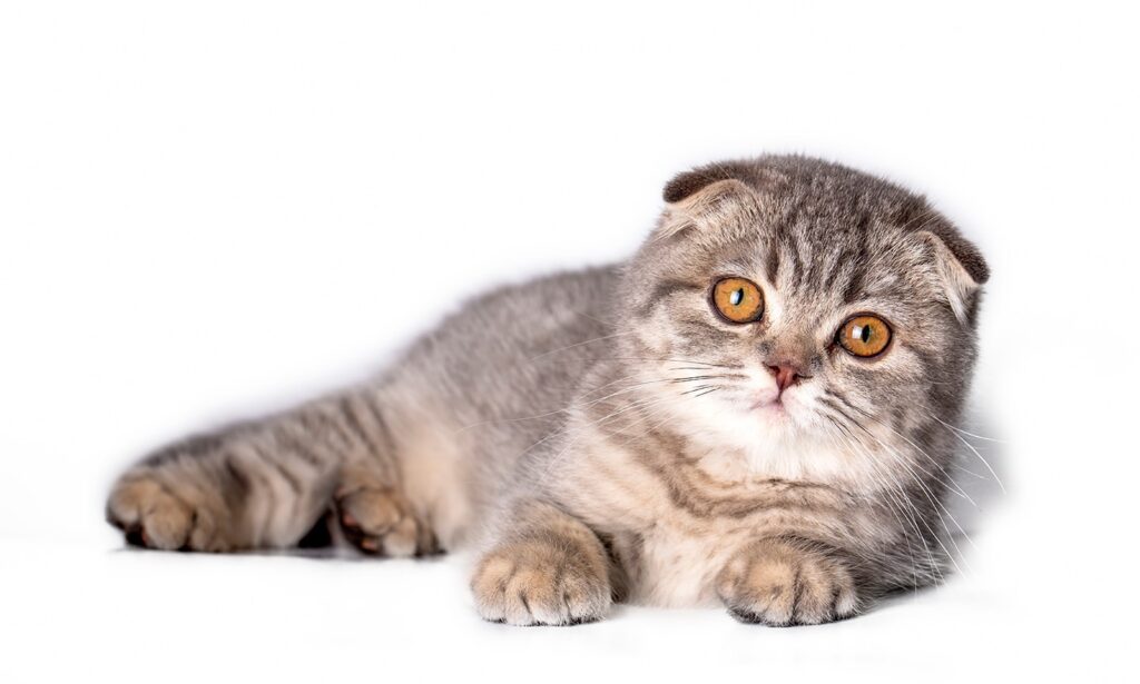 orange tabby scottish fold cat lying on a cat tree