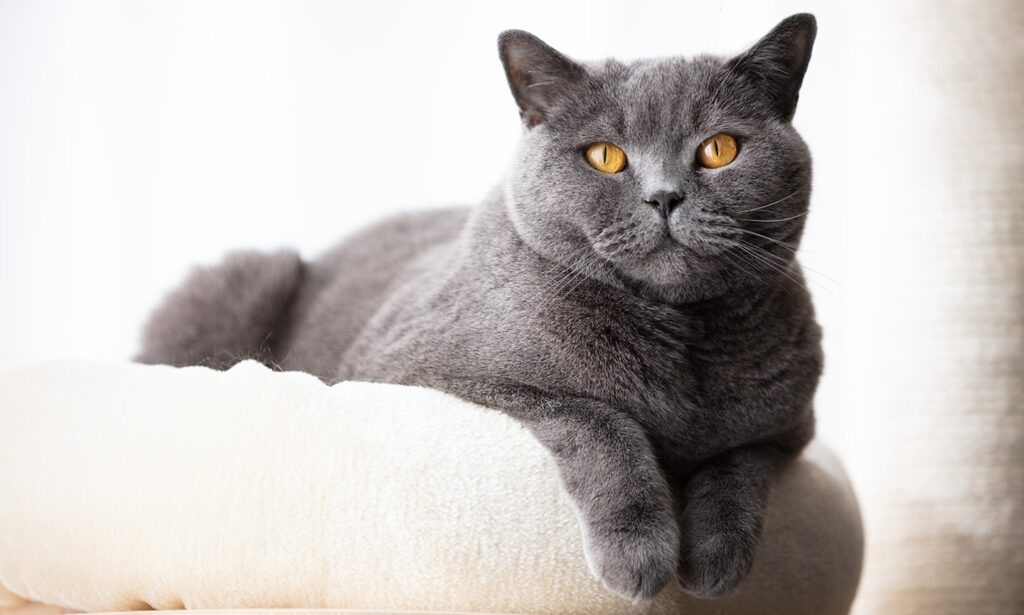 blue british shorthair cat lying on a bed