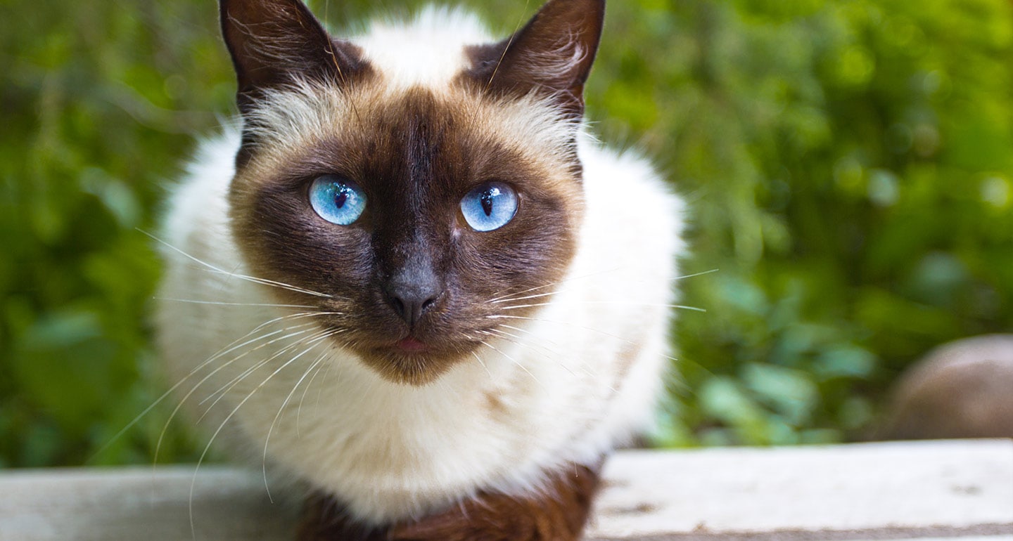 siamese cat curled up on a beige blanket