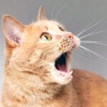 14 Signs of Unhealthy Cat Teeth and When to See a Vet