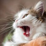 What Do Pale Gums in Cats Mean? Should I Be Worried?
