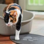 Why Is My Cat Pooping Outside the Litter Box?