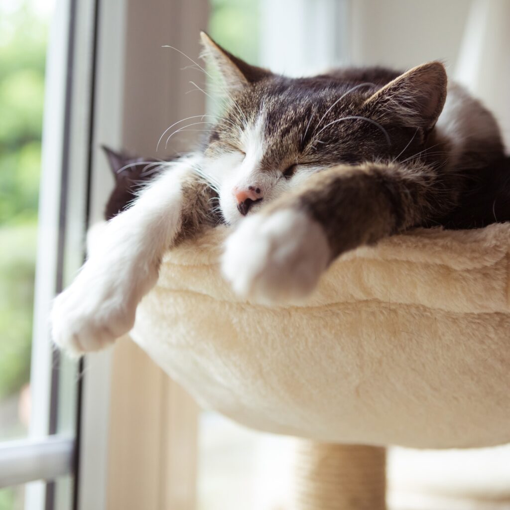 Sleeping Cat