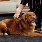 How To Remove a Tick From Your Dog or Cat