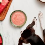 DIY Dog Treat: Watermelon Mutt Mocktail Recipe