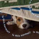 Why Are Dogs Scared of Fireworks? Is This Normal?