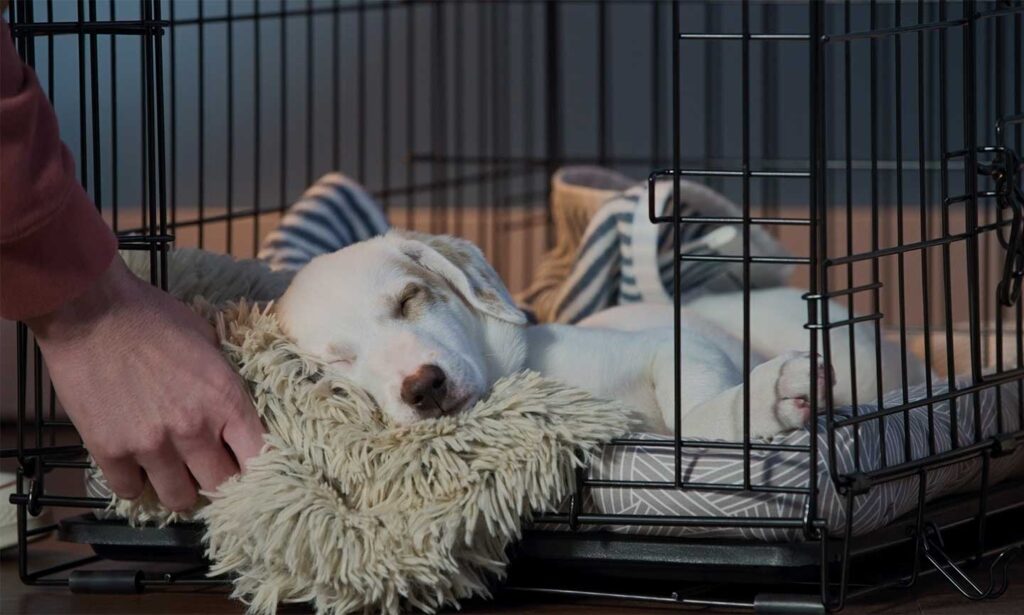 how to get a puppy to sleep through the night