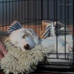How to Get a Puppy to Sleep Through the Night