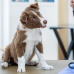 Puppy’s First Vet Visit: When To Go and What To Expect