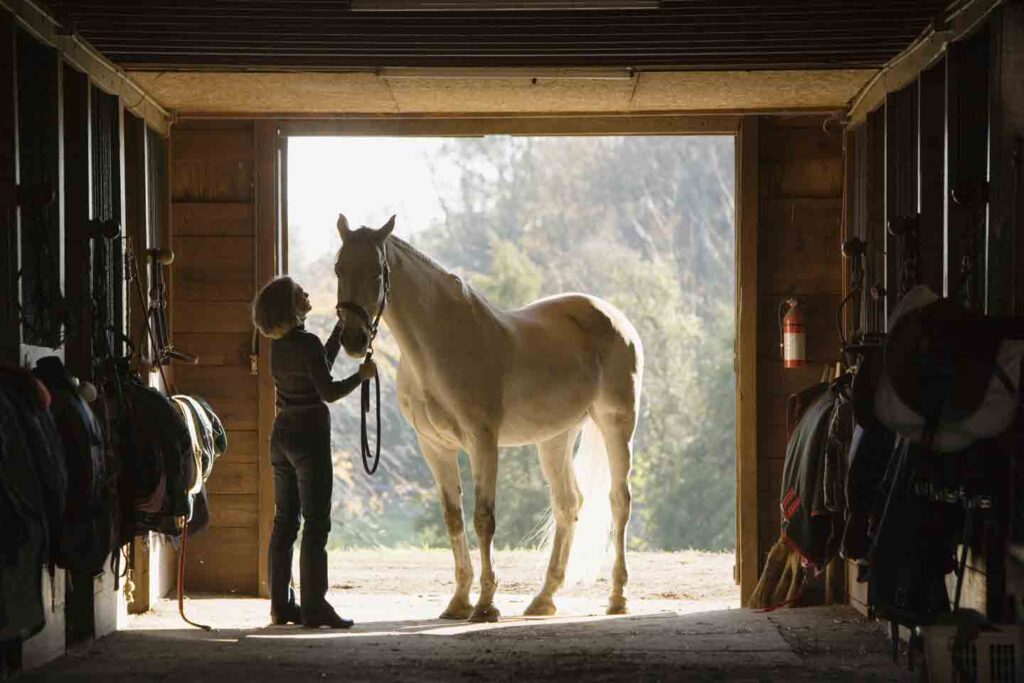 doxycycline for horses: horse in stable