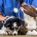 Puppy Vaccine Schedule: A Complete Guide to Puppy Shots