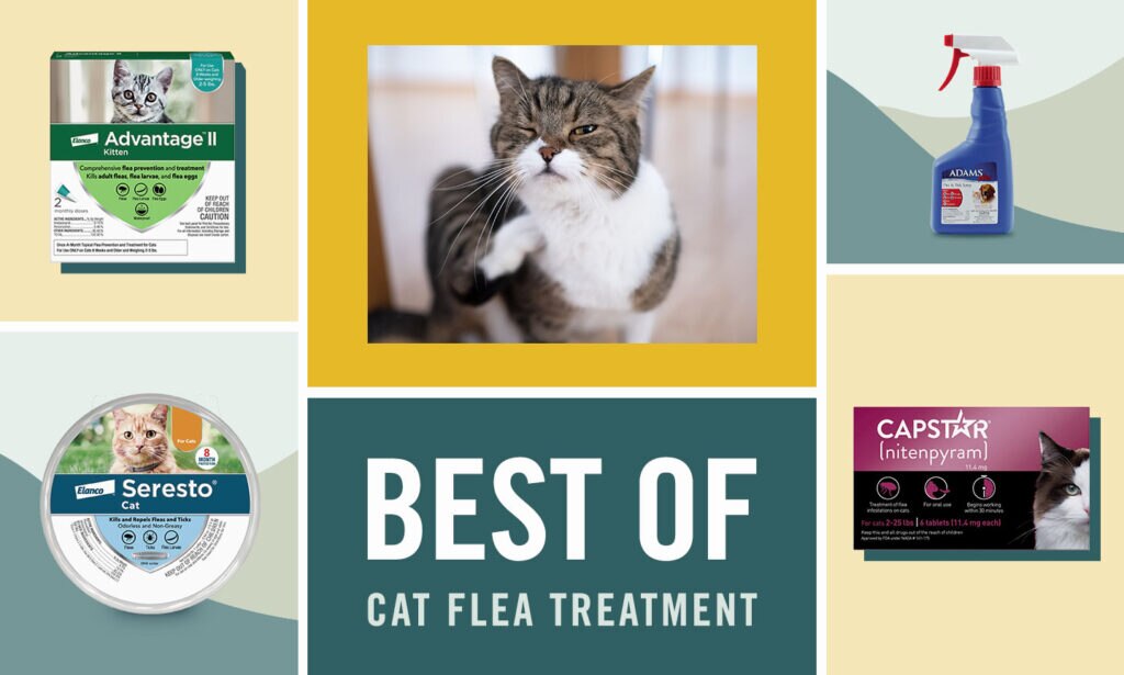 flea treatment for cats; a cat scratches themselves while they sit on their lawn.