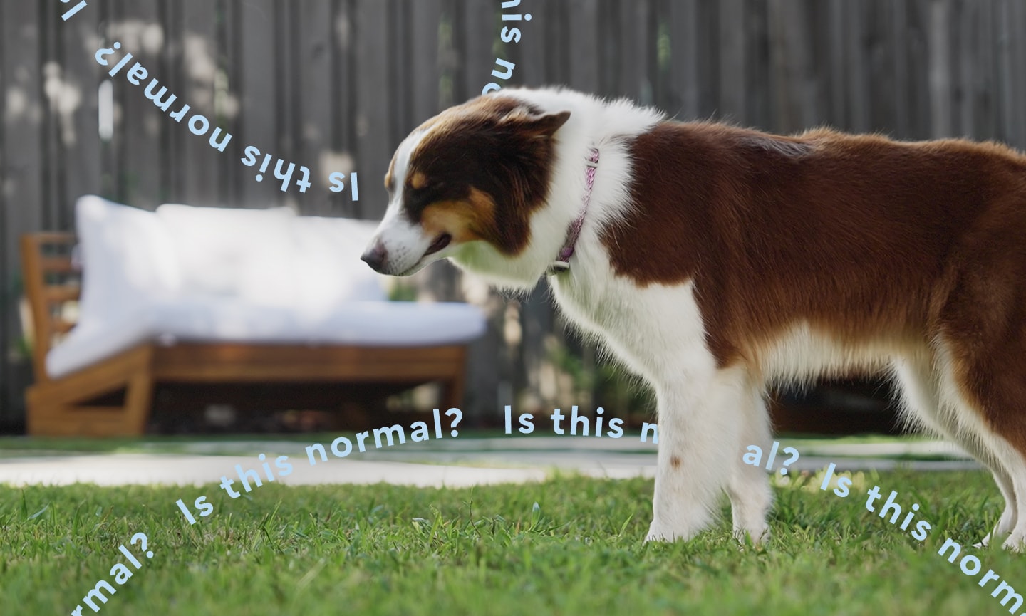 What Is Reverse Sneezing in Dogs? Is This Normal? | Chewy