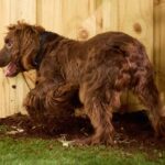 How To Stop Your Dog From Digging Up Your Yard