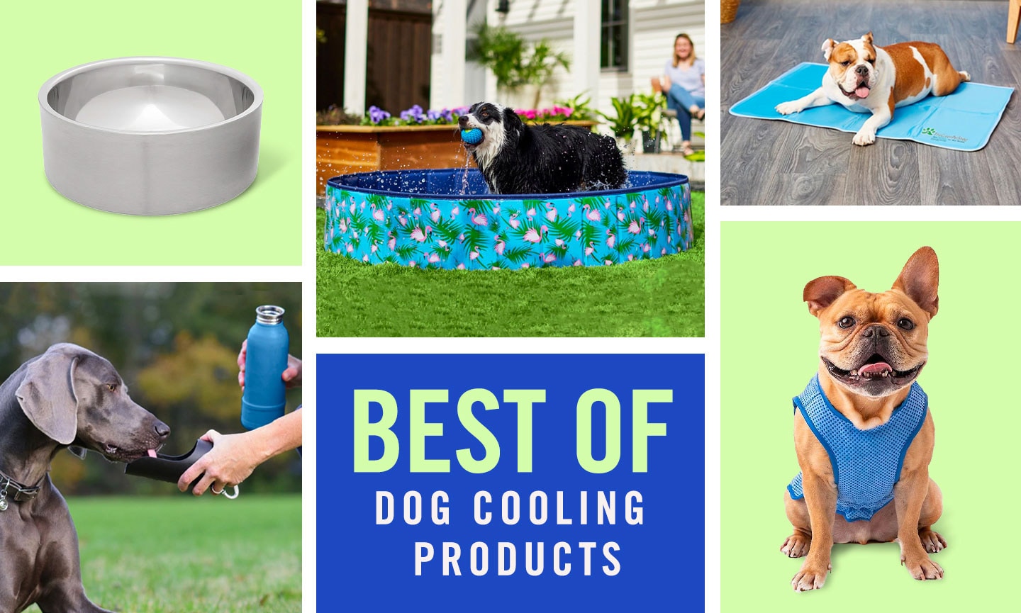 The Best Products to Keep Dogs Cool in the Summer | Chewy