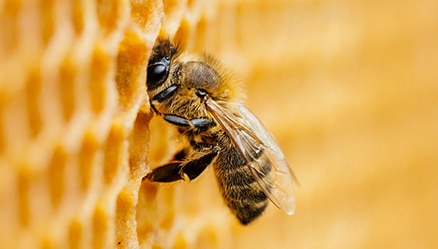 Beekeeping