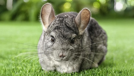 Chinchilla