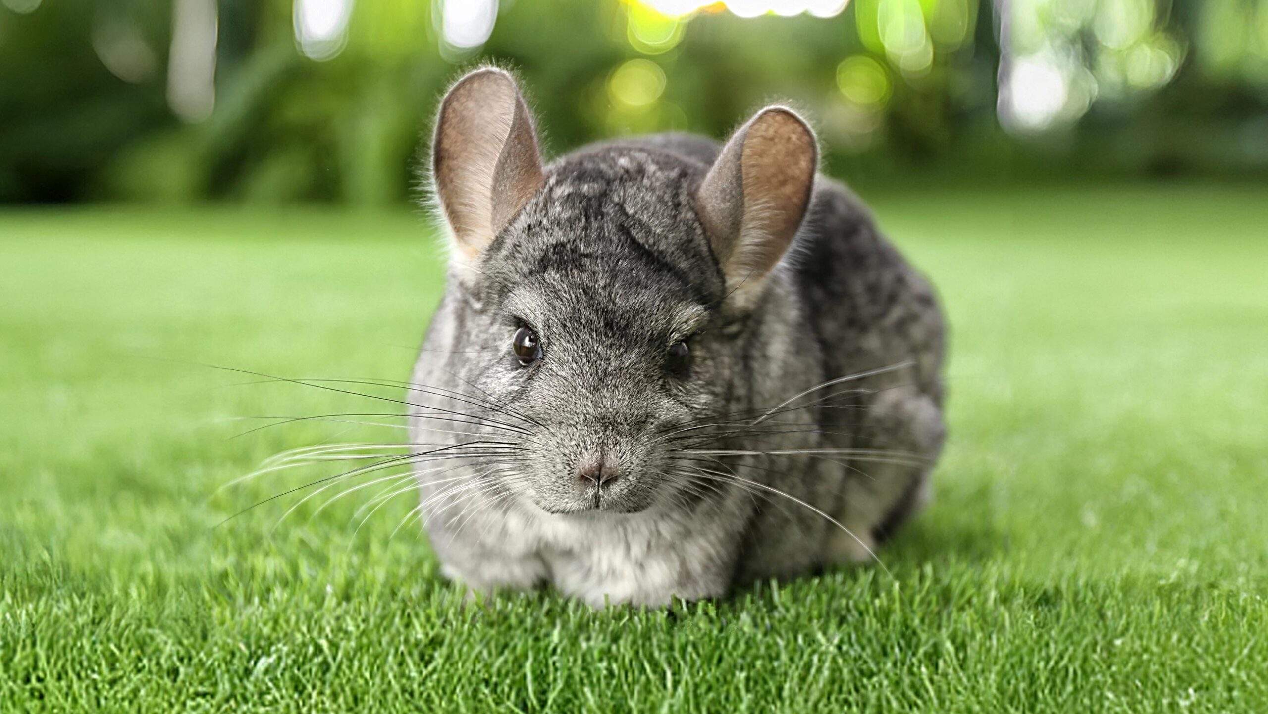 Chinchilla Care Tips Chinchilla Care Tips