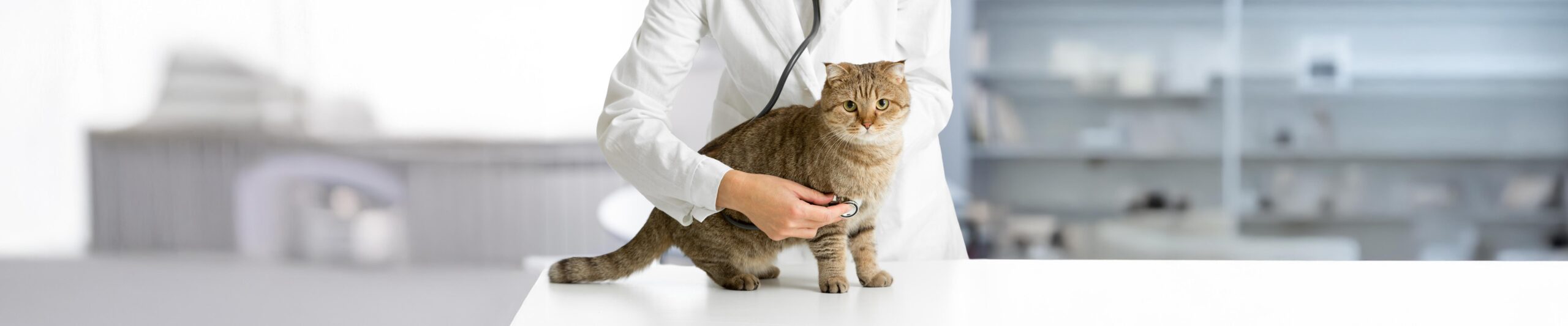 Cat Health: Recognizing Symptoms, Managing Conditions & More | Chewy