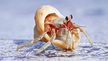 Hermit Crabs
