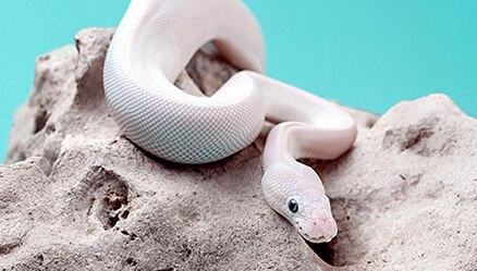 woman holding pet snake