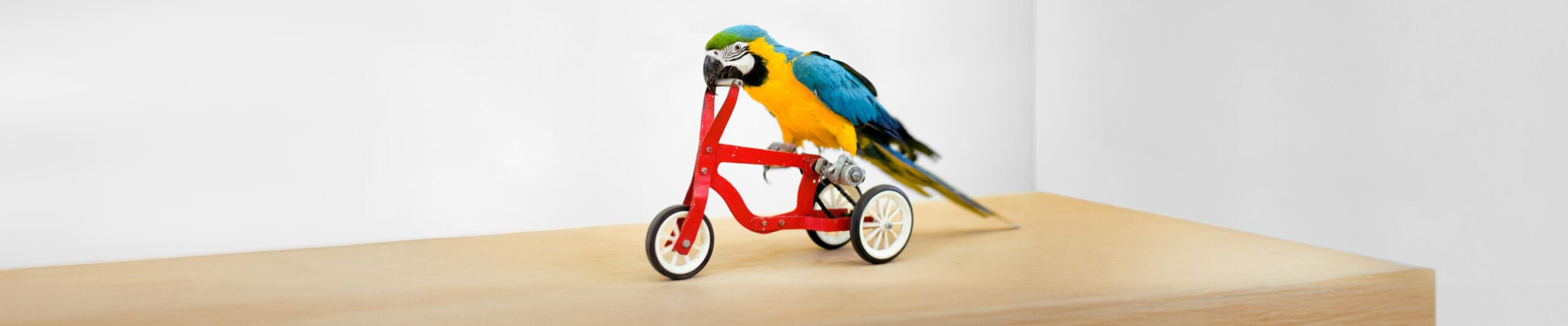 Curated visual reference: Fresh Look at Bird Training And Behavior Tips On Socialization Habits More