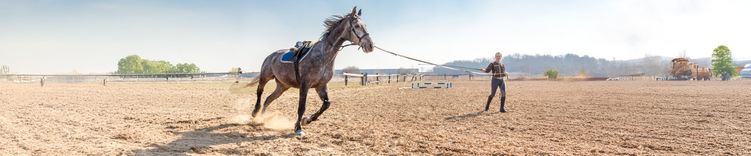 Horse Training & Behavior: Body Language, Consistency & More | Chewy