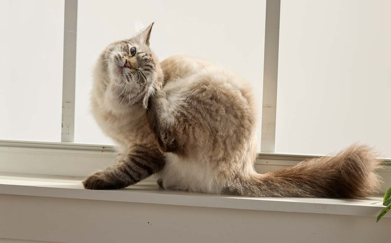 a calico cat sitting outside and scratching herself